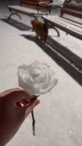 Turning snow into roses by hand