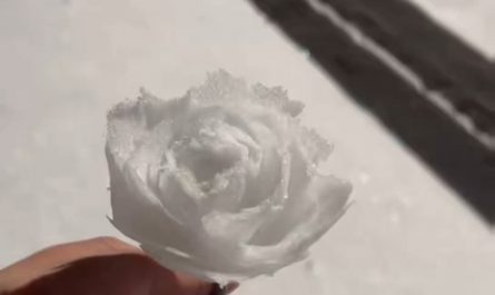 Turning snow into roses by hand