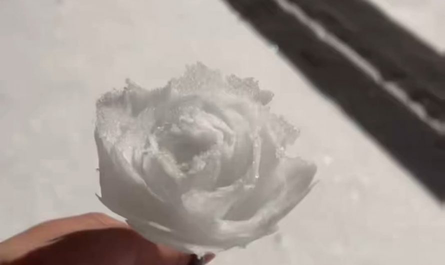 Turning snow into roses by hand