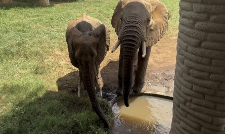 Two Elephant sibling/cousins drinking right from the source of an artificial water hole in Kenya.