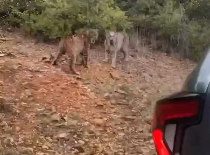 Two Iberian lynxes engaged in an unusual fight.