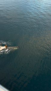 Two adult Orca's teaching a fellow juvenile how to hunt.