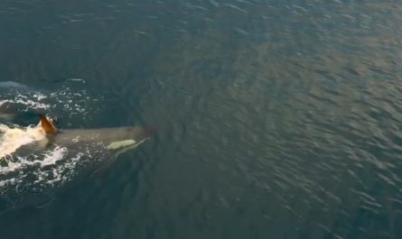 Two adult Orca's teaching a fellow juvenile how to hunt.
