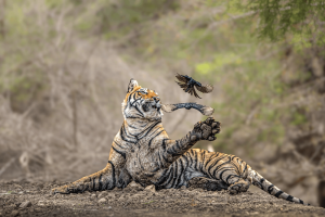 Two birds dart away just in time, narrowly avoiding becoming a snack. Zhayynn James captured the image.