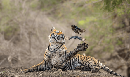 Two birds dart away just in time, narrowly avoiding becoming a snack. Zhayynn James captured the image.