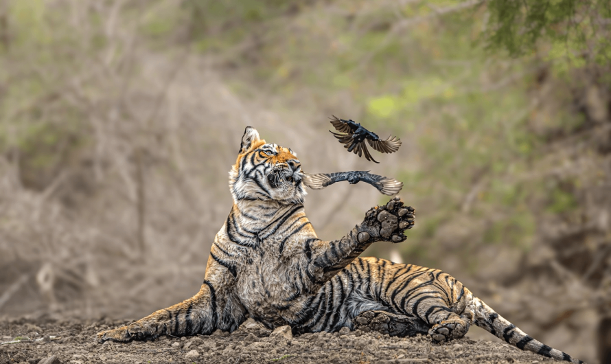 Two birds dart away just in time, narrowly avoiding becoming a snack. Zhayynn James captured the image.
