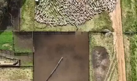 Two dogs herding hundreds of sheep into the pen without missing a single one