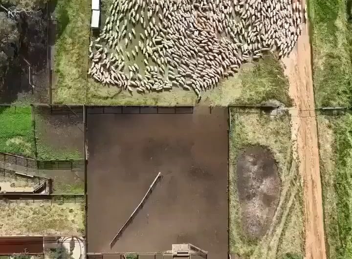 Two dogs herding hundreds of sheep into the pen without missing a single one