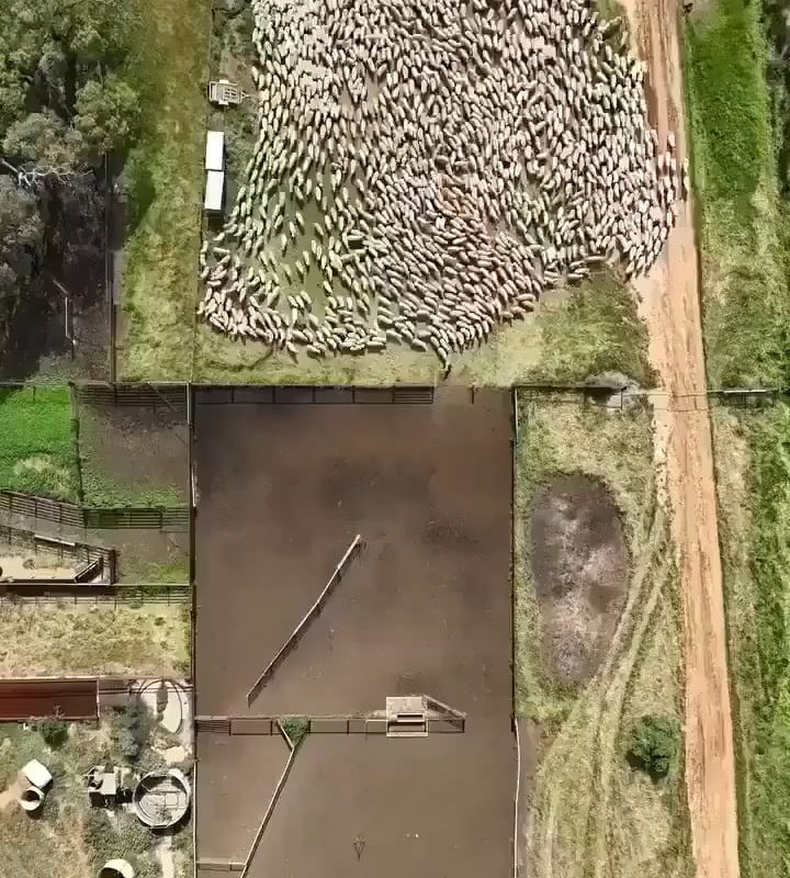 Two dogs herding hundreds of sheep into the pen without missing a single one