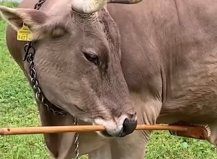 Veronika is the first recorded cow to use a multi-functional tool: bristles of broom to scratch back, soft side for more sensitive spots