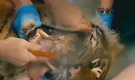 Vet removing a bone stuck to a Tiger's tooth