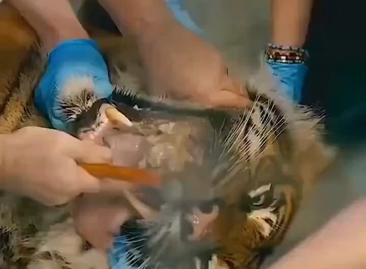 Vet removing a bone stuck to a Tiger’s tooth