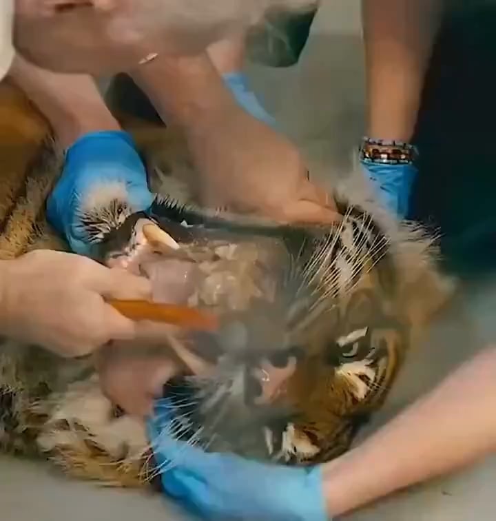 Vet removing a bone stuck to a Tiger's tooth