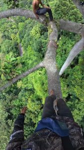 View of a honey beekeeper walking on a giant tree