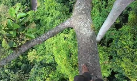 View of a honey beekeeper walking on a giant tree