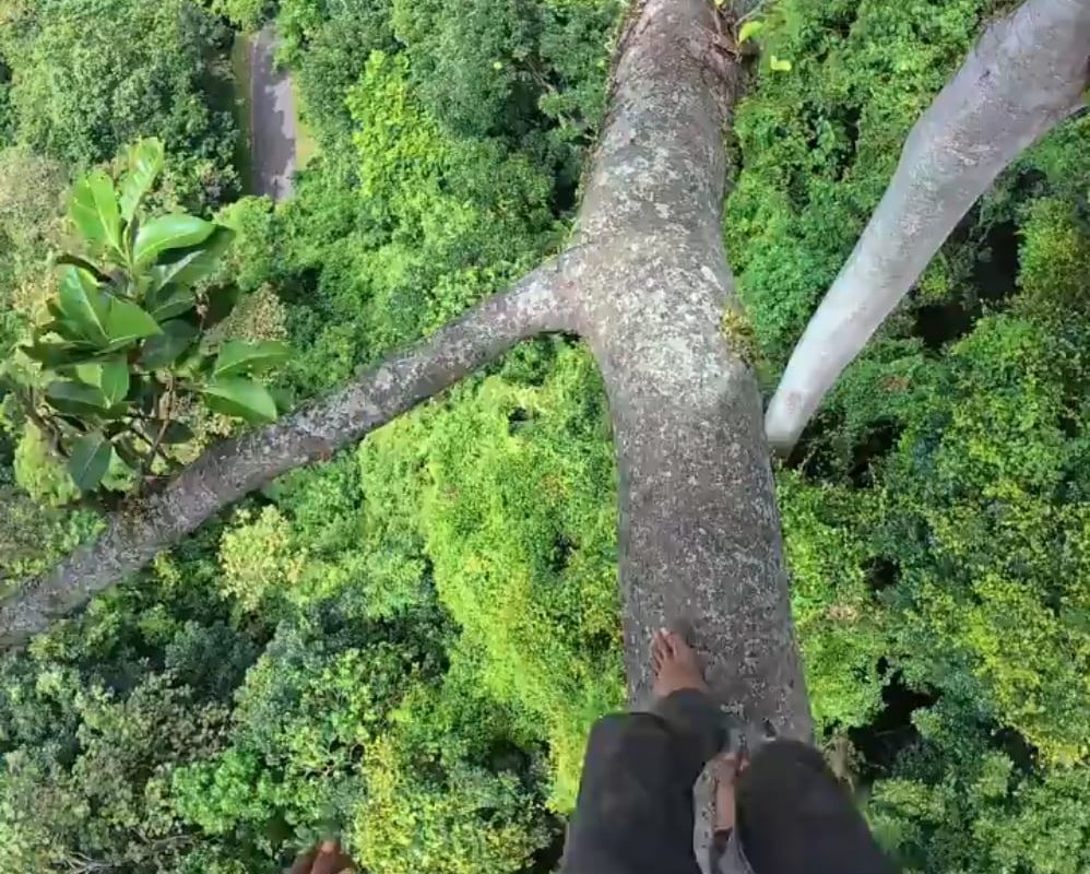 View of a honey beekeeper walking on a giant tree
