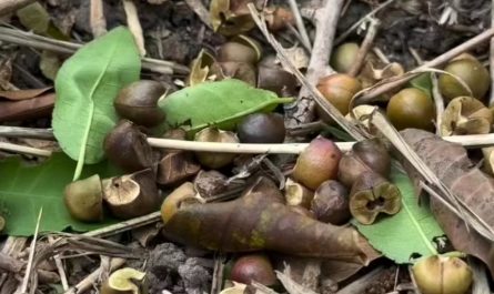 Watching and listening to the popping seeds of the Tamboti tree caused by wriggling moth larvae, as also seen in Mexican jumping beans