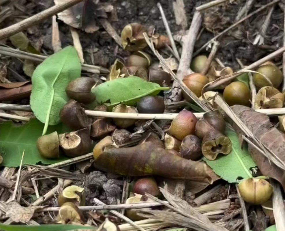Watching and listening to the popping seeds of the Tamboti tree caused by wriggling moth larvae, as also seen in Mexican jumping beans