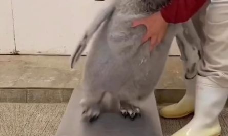 Weighing a penguin