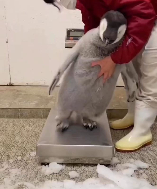 Weighing a penguin