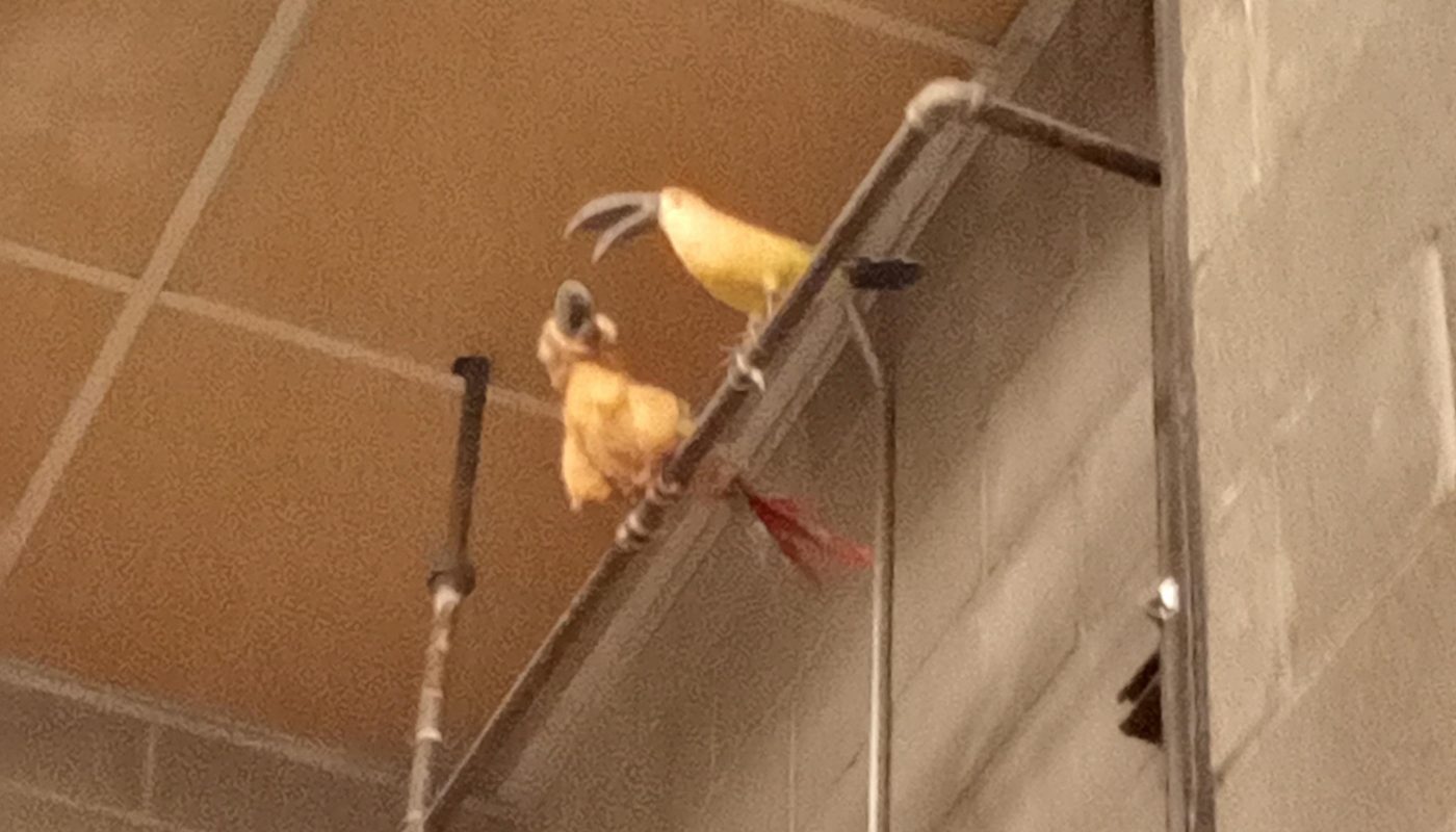 Weird bird final update