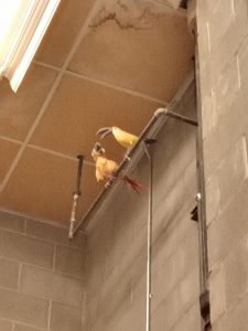 Weird bird final update