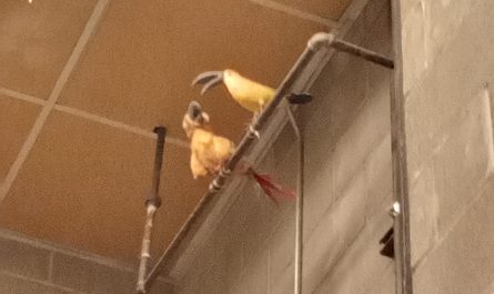 Weird bird final update