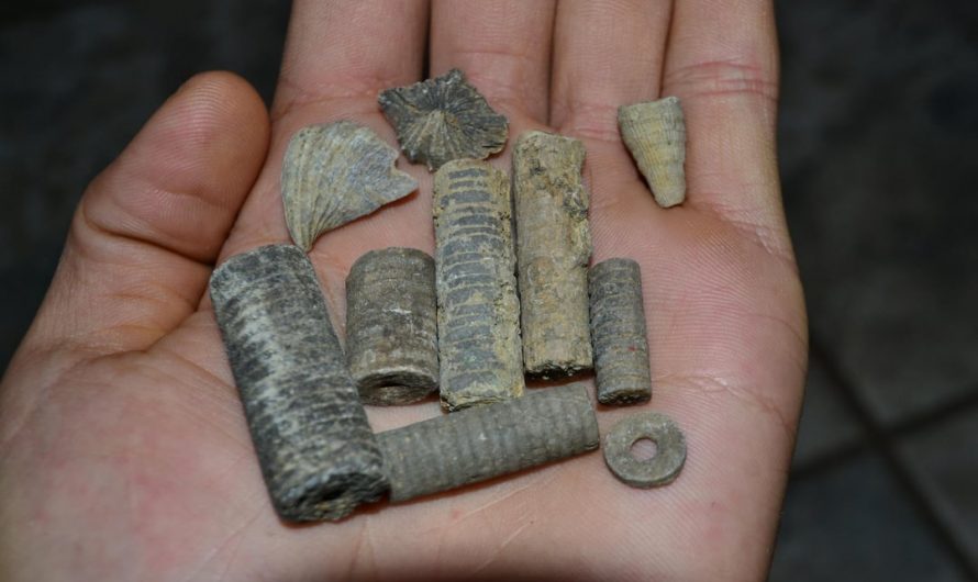 Went digging in a creek bed, and found these super cool fossilized Crinoid coral.