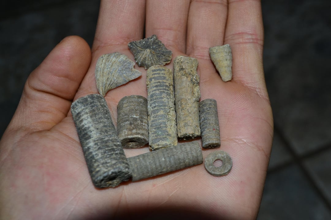 Went digging in a creek bed, and found these super cool fossilized Crinoid coral.