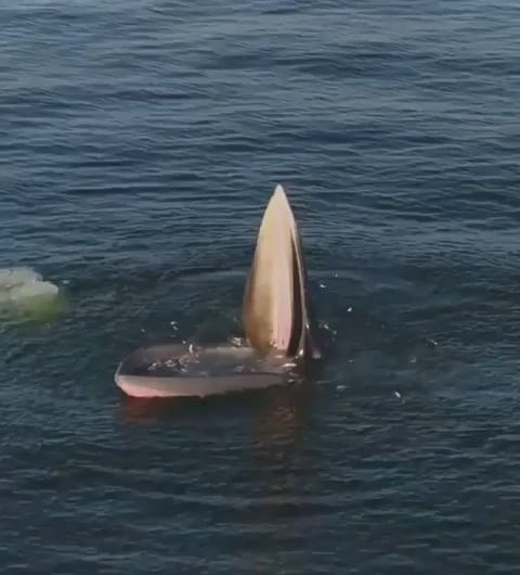 Whale trap feeding in the Gulf of Thailand