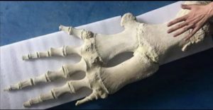 Whales have arm, wrist & finger bones in their front fins. This is the front fin bones of a Grey whale.