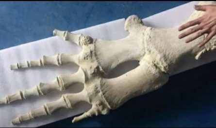 Whales have arm, wrist & finger bones in their front fins. This is the front fin bones of a Grey whale.