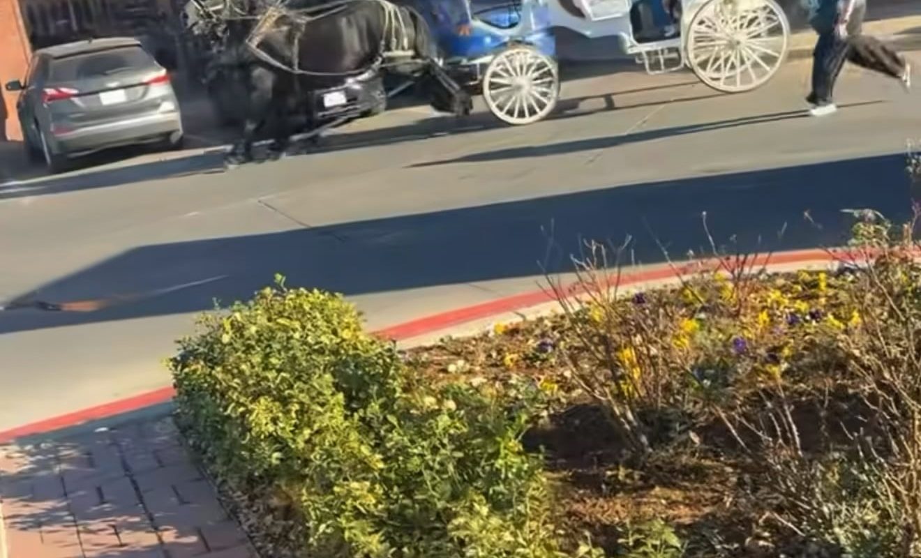 What happens making horses go in circles over and over in a shopping center parking lot for Christmas rides