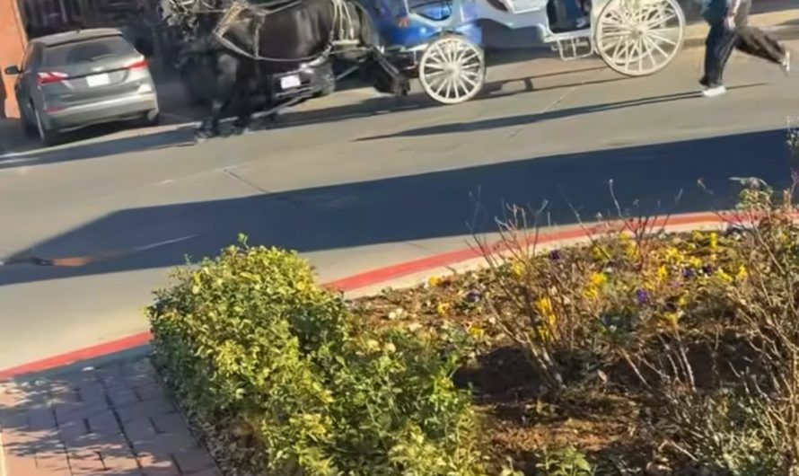 What happens making horses go in circles over and over in a shopping center parking lot for Christmas rides