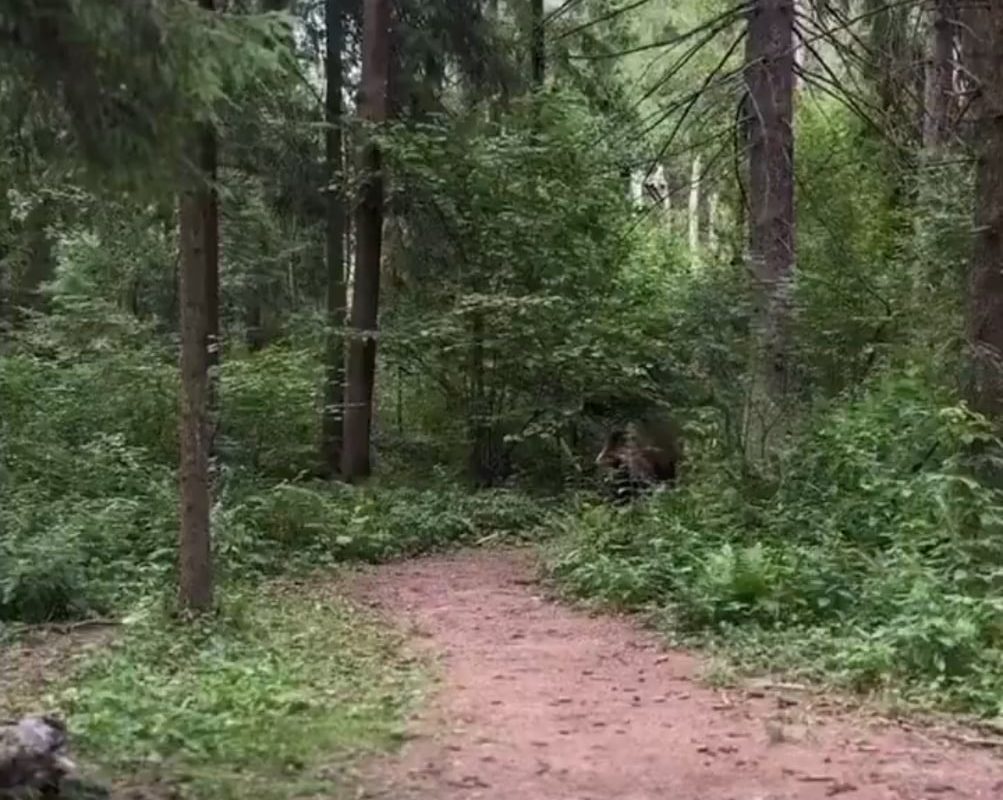 What the hell am i watching...