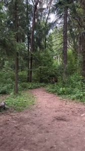 What the hell am i watching...