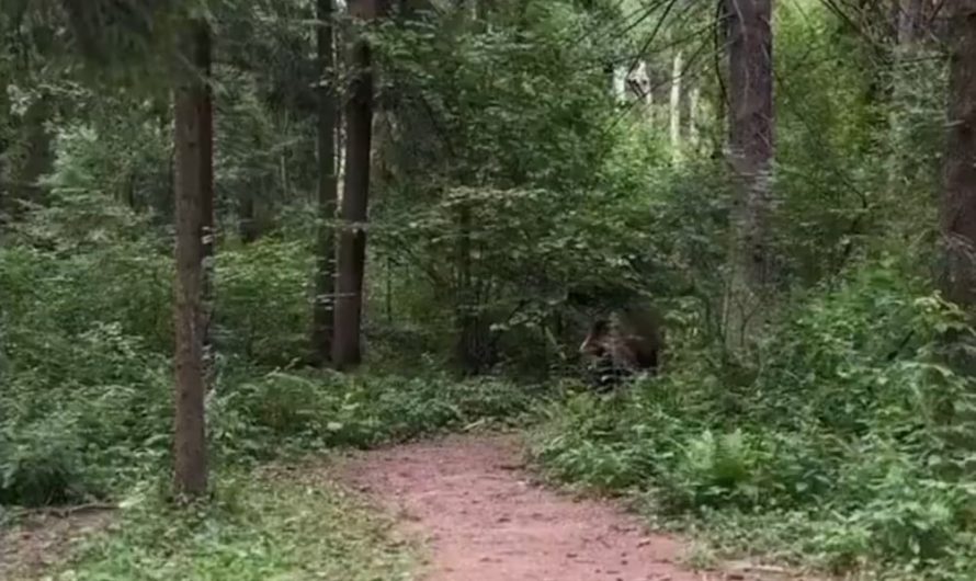 What the hell am i watching…