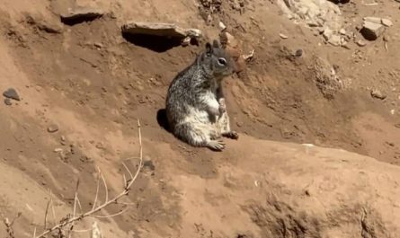 When A Squirrel Has Boredom.