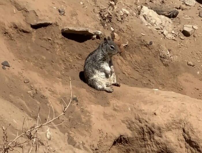 When A Squirrel Has Boredom.