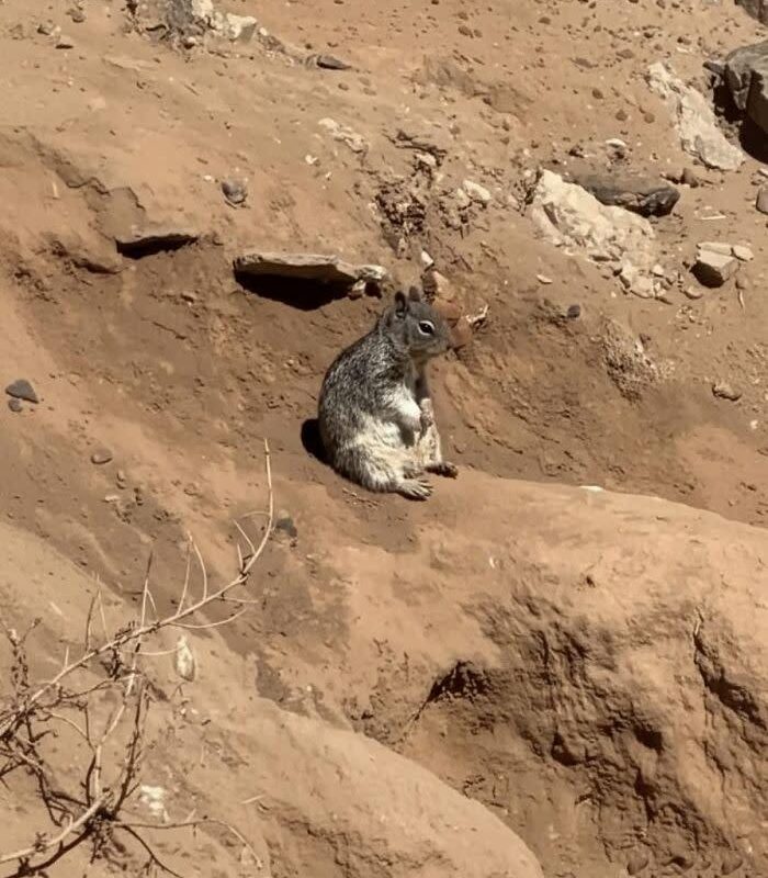 When A Squirrel Has Boredom.