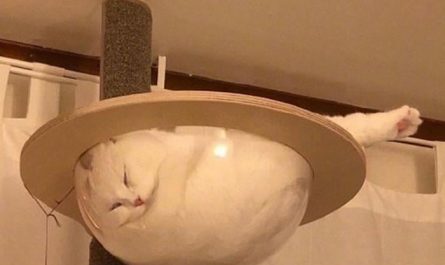 When The Cat Finds A New Spot.