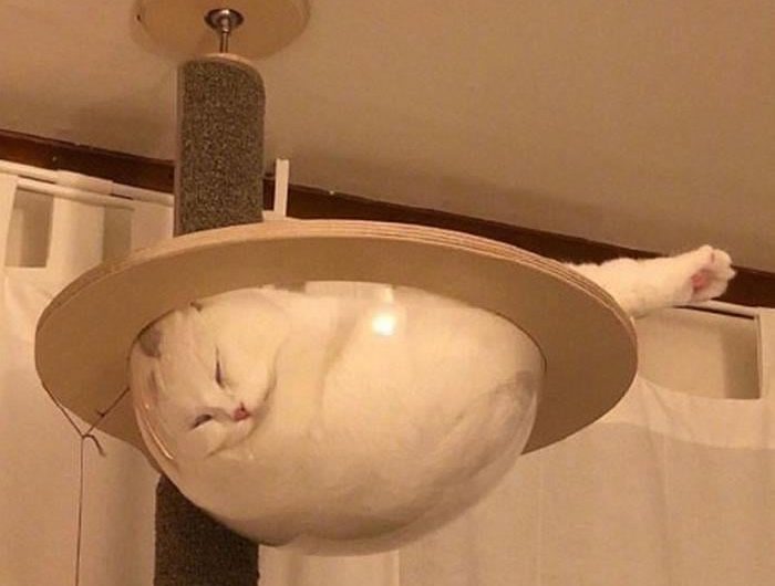 When The Cat Finds A New Spot.