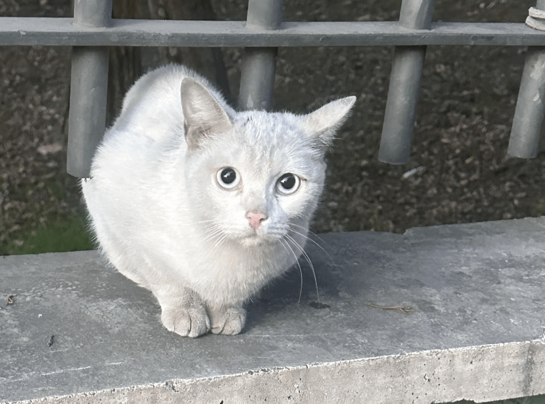 White-eyed cat