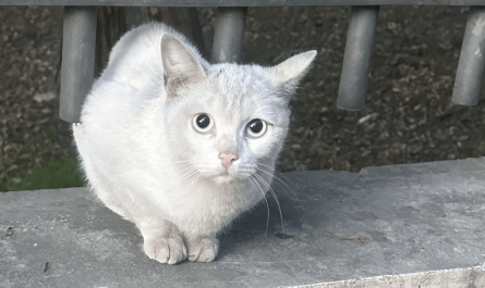 White-eyed cat
