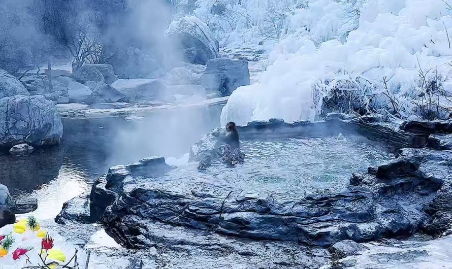 Wild macaques relaxing in natural hot springs at Yuntai Mountain, China