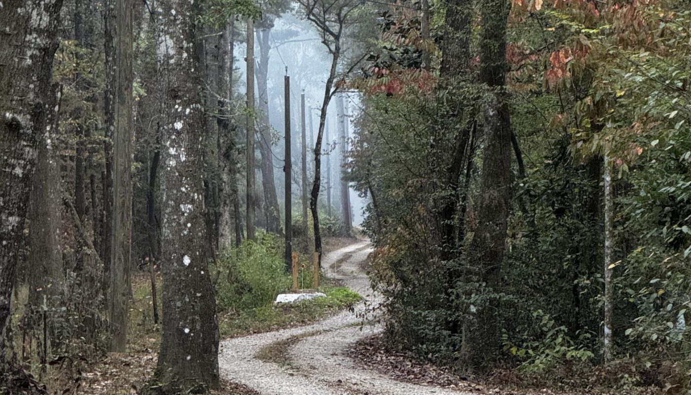 Winding road on a misty morning