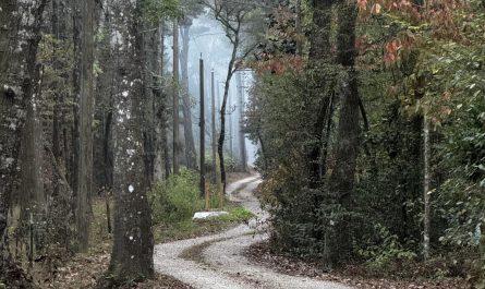 Winding road on a misty morning