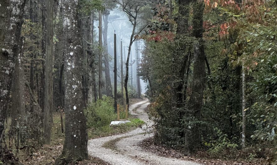 Winding road on a misty morning