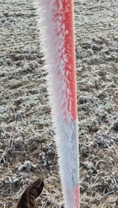 Winter frost in Sweden