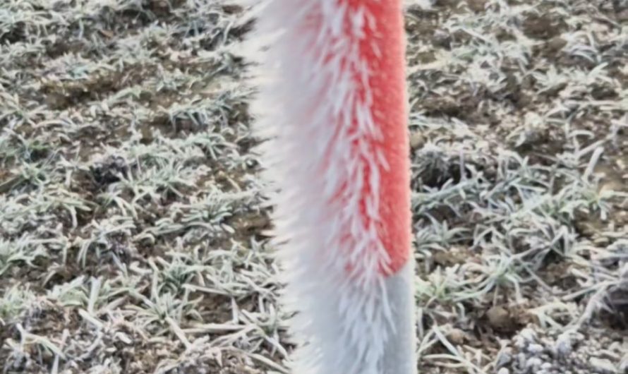 Winter frost in Sweden